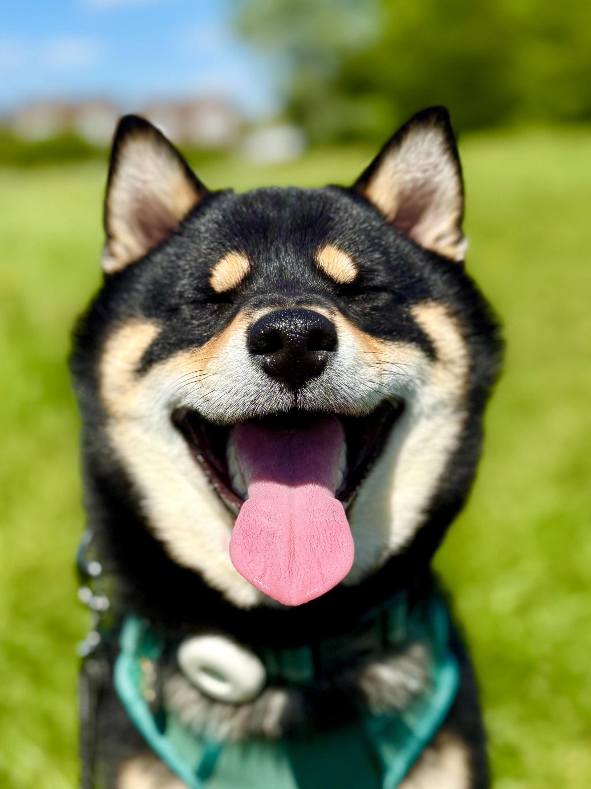 Ember McCoy the Shiba Inu Close-up of a happy Black and Tan Shiba Inu dog with its eyes closed and mouth open, tongue out in a big smile. The dog is wearing a teal harness and standing on a lush green field under bright sunlight.