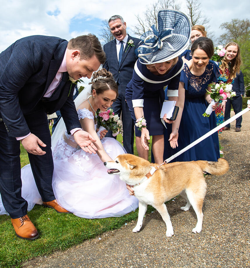 Shiba English Wedding A joyful wedding scene where a bride and groom, along with well-dressed guests, are gathered around and happily petting a Shiba Inu on a lead. The dog is the center of attention, standing on a path beside a grassy area, while the guests smile and lean in.